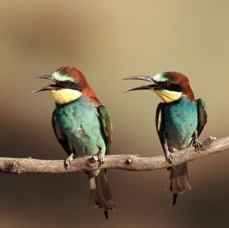 BEE-EATERS..  EUROPEAN.JPG