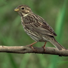 BUNTING      CORN.JPG