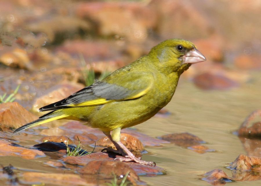 GREENFINCH.jpg