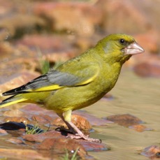 GREENFINCH.jpg