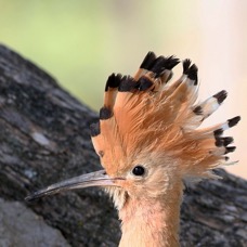 HOOPOE        crest up.jpg