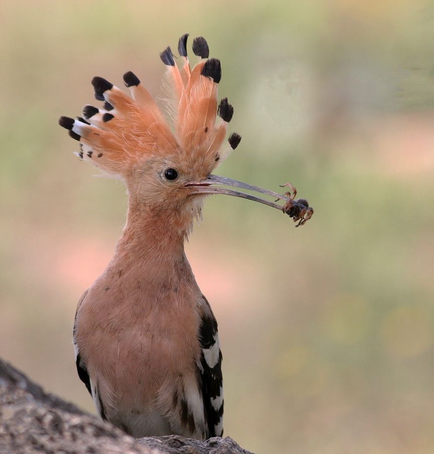HOOPOE  with  food.jpg