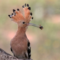 HOOPOE  with  food.jpg