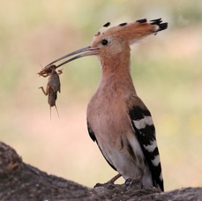 HOOPOE  with food.jpg