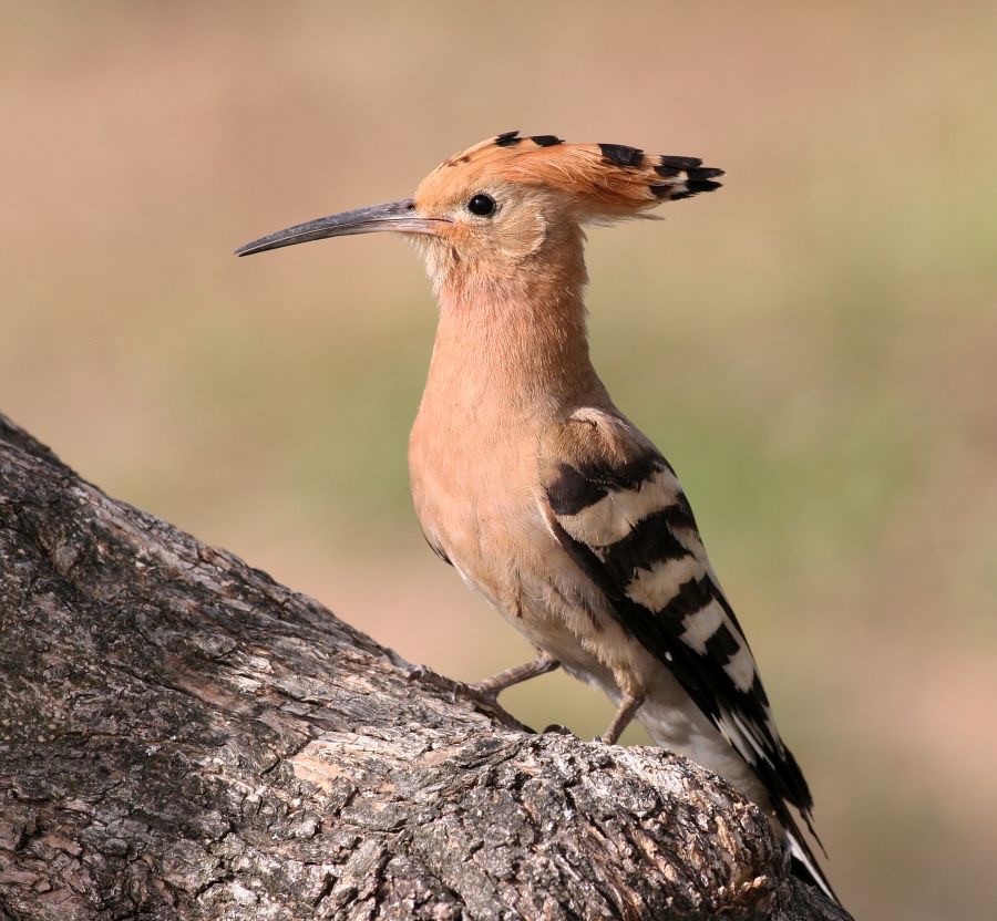 HOOPOE.jpg