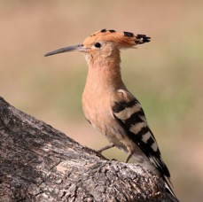 HOOPOE.jpg