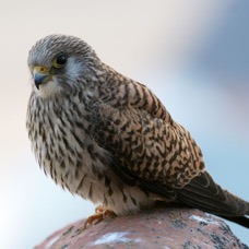KESTREL      LESSER   female.jpg