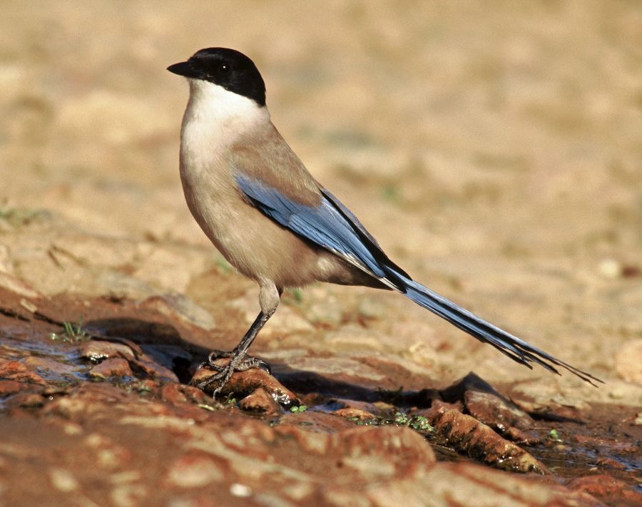MAGPIE       AZURE WINGED.JPG