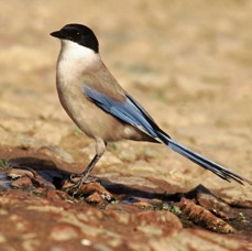 MAGPIE       AZURE WINGED.JPG