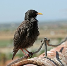 STARLING  SPOTLESS.jpg