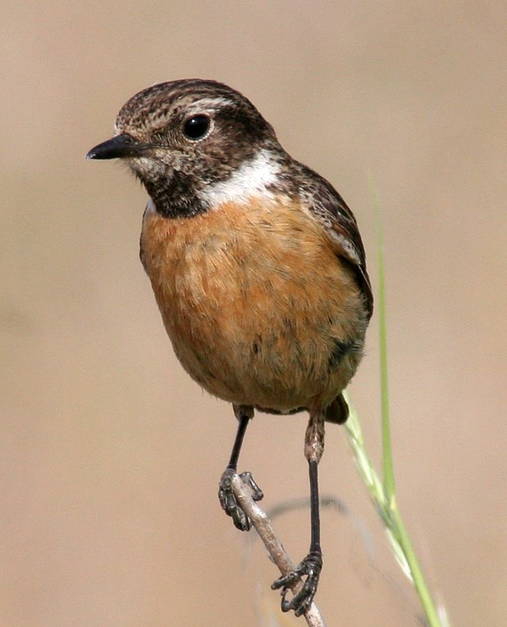 STONECHAT    female.jpg