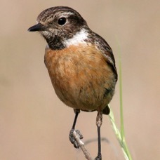 STONECHAT    female.jpg