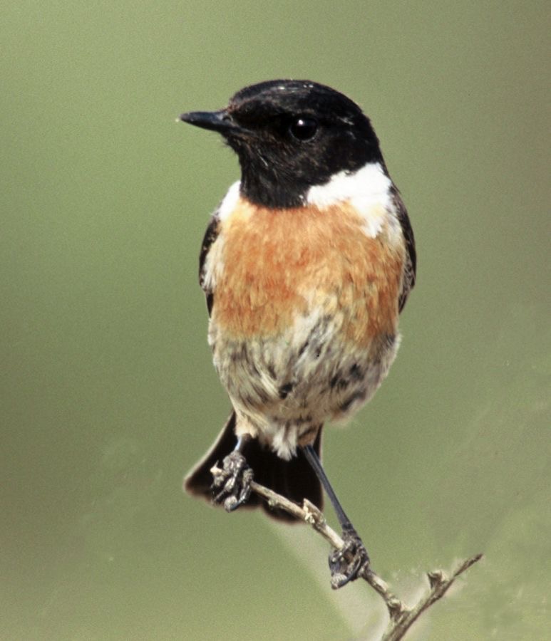 STONECHAT   male.JPG