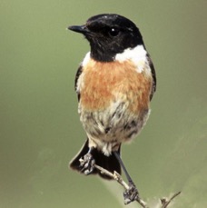 STONECHAT   male.JPG