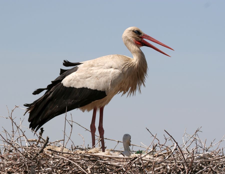STORK   WHITE    at nest with young.jpg