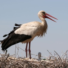 STORK   WHITE    at nest with young.jpg