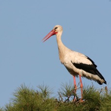 STORK.    WHITE    calling.jpg