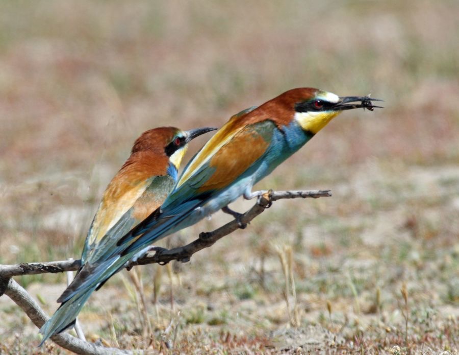 BEE-EATERS    EUROPEAN.JPG