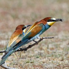 BEE-EATERS    EUROPEAN.JPG
