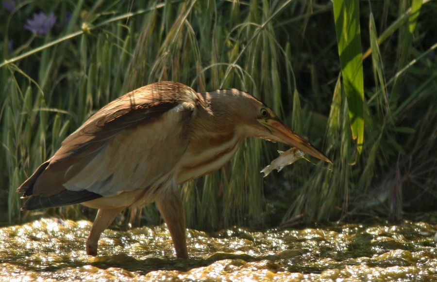 BITTERN       LITTLE   female with fish.jpg