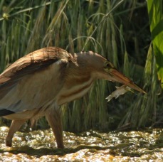 BITTERN       LITTLE   female with fish.jpg
