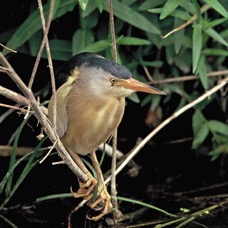 BITTERN..    LITTLE.  male.JPG