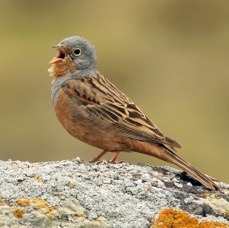 BUNTING.    CRETZSCHMARS   male.  singing..jpg
