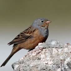 BUNTING..         CRETZSCHMARS   male.jpg