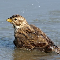 BUNTING..      CORN      bathing.jpg