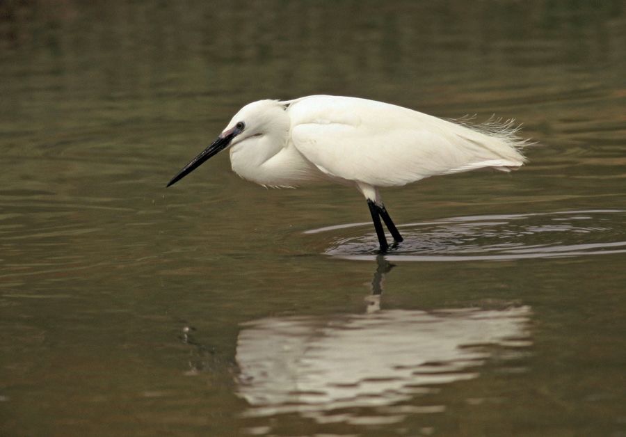 EGRET...       LITTLE..JPG