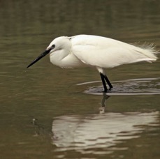 EGRET...       LITTLE..JPG