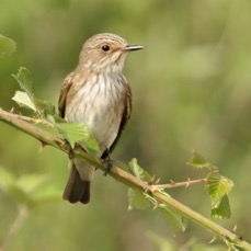 FLYCATCHER.  SPOTTED.jpg