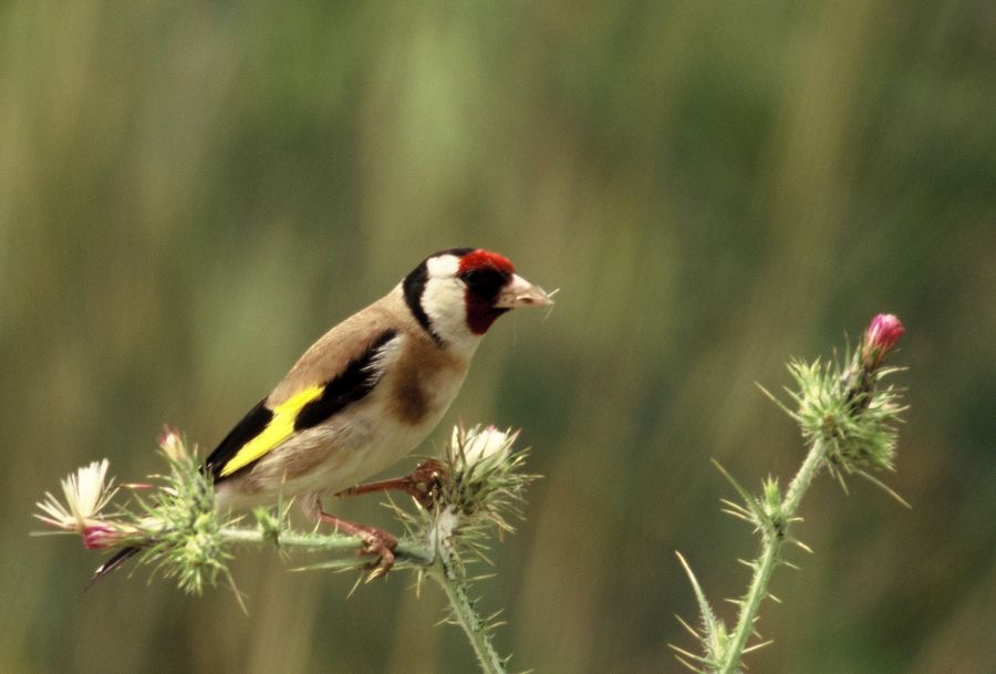 GOLDFINCH.      on Thistles.JPG