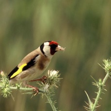 GOLDFINCH.      on Thistles.JPG