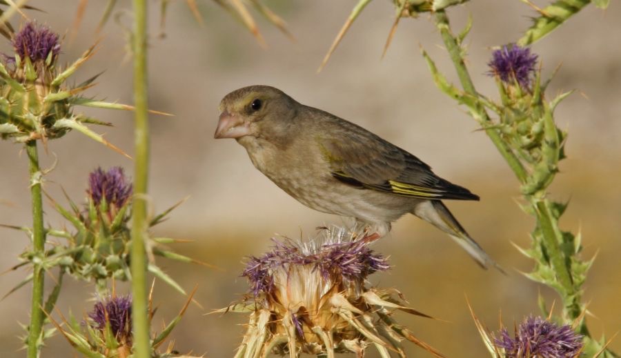 GREENFINCH   female.jpg