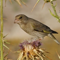 GREENFINCH   female.jpg