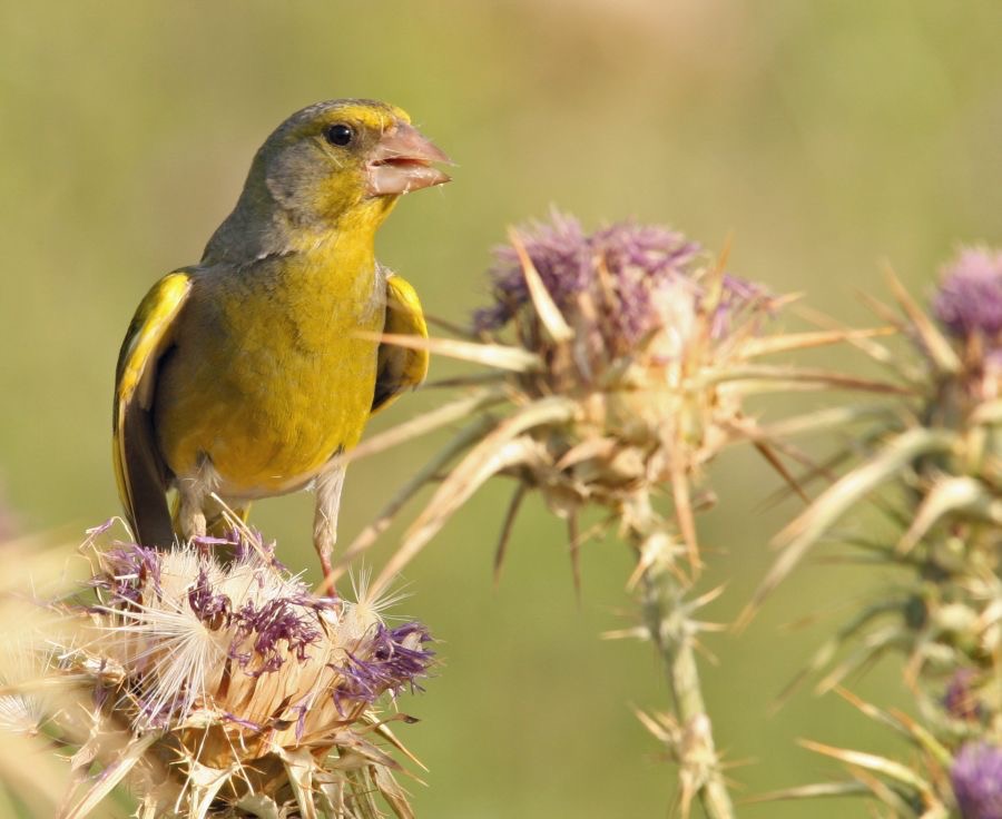 GREENFINCH  male.jpg
