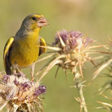 GREENFINCH  male.jpg