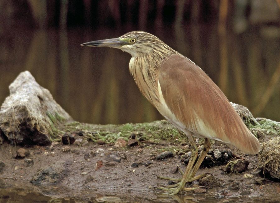 HERON..     SQUACCO..JPG