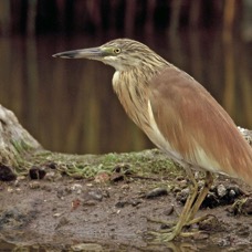 HERON..     SQUACCO..JPG