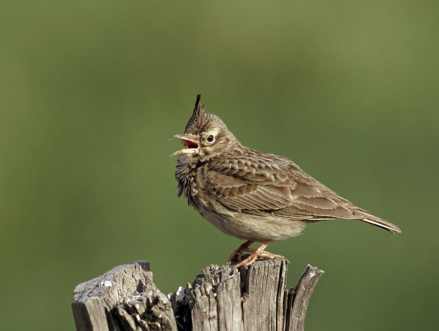 LARK...     CRESTED..     singing.JPG