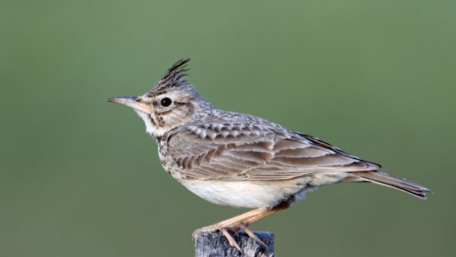 LARK...     CRESTED.jpg