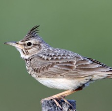 LARK...     CRESTED.jpg