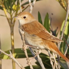 NIGHTINGALE.jpg