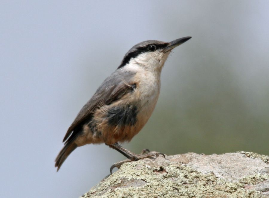 NUTHATCH..  ROCK.jpg