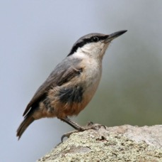 NUTHATCH..  ROCK.jpg