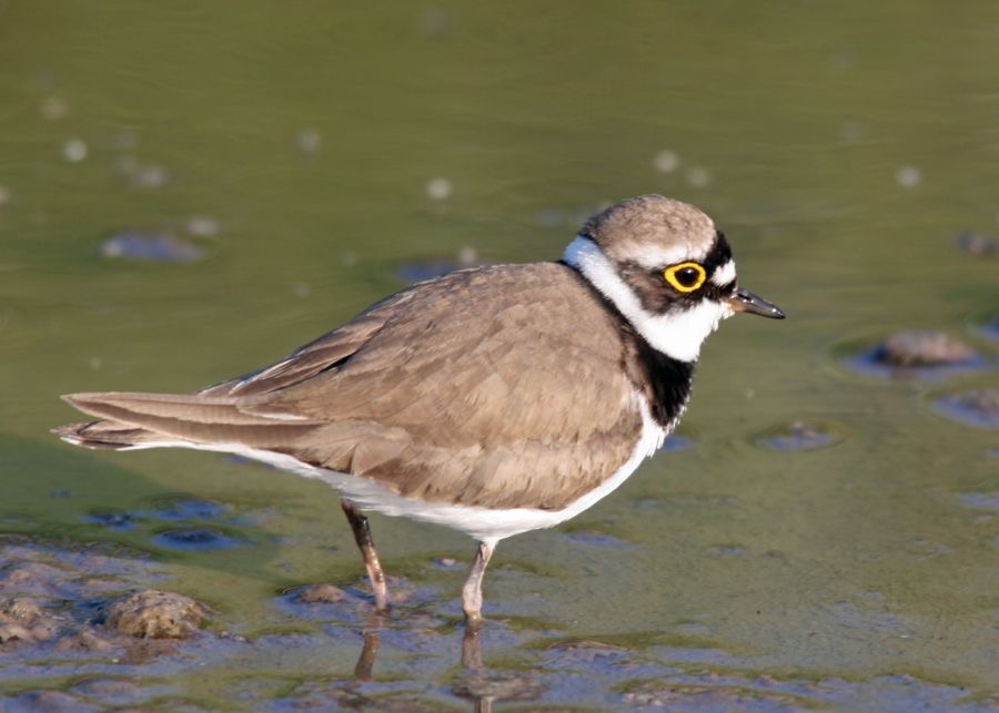 PLOVER      ..LITTLE RINGED.jpg