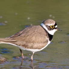 PLOVER      ..LITTLE RINGED.jpg