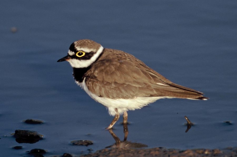 PLOVER.       LITTLE RINGED.JPG