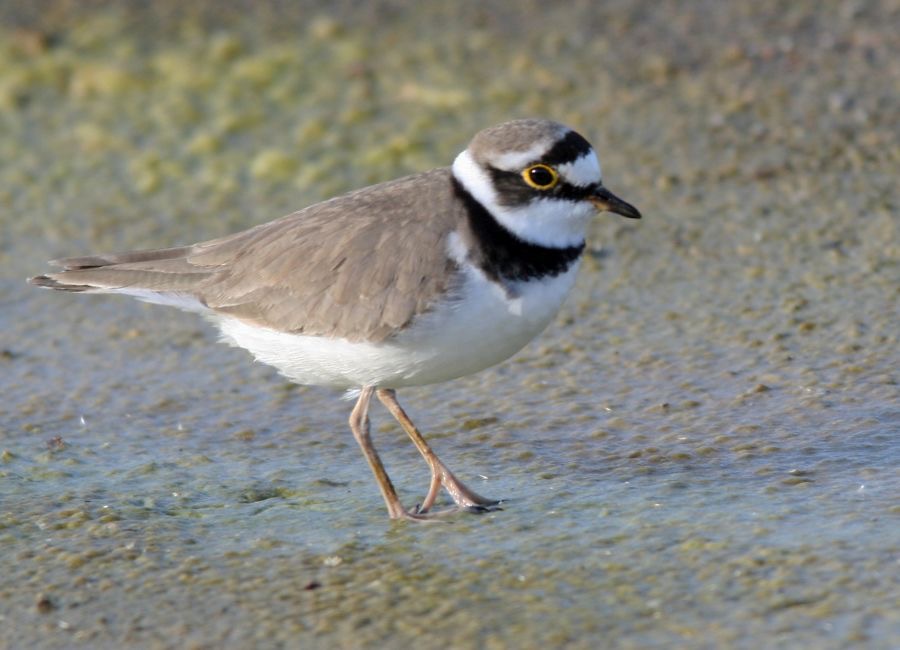 PLOVER..    .LITTLE RINGED  ..jpg
